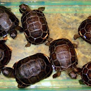 Aldabra Breeders