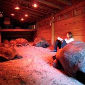 Aldabra Breeders