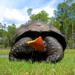 Aldabra Breeders