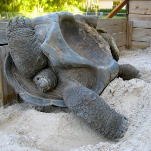 Aldabra Breeders