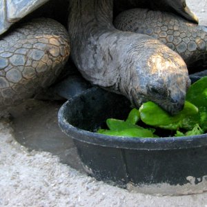 Aldabra Breeders