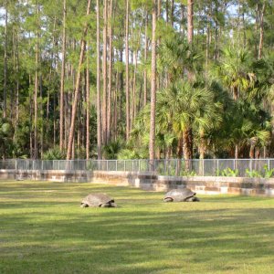 Aldabra Breeders