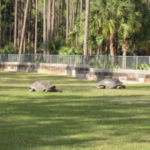 Aldabra Breeders