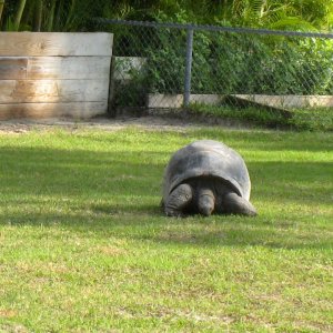 Aldabra Breeders