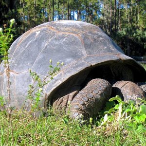 Aldabra Breeders