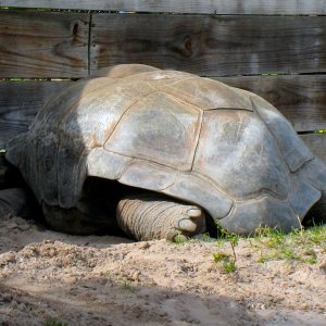 Aldabra Breeders
