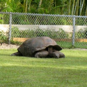 Aldabra Breeders