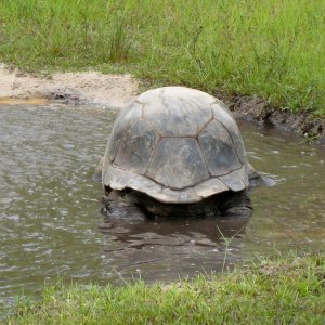 Aldabra Breeders