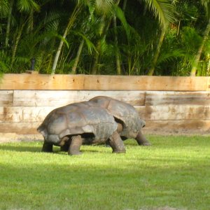 Aldabra Breeders
