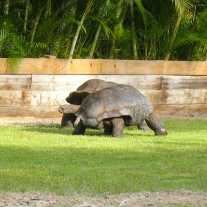 Aldabra Breeders