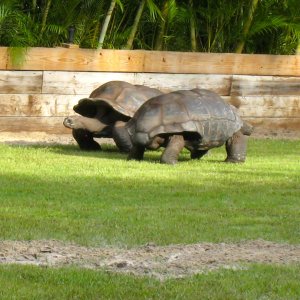 Aldabra Breeders