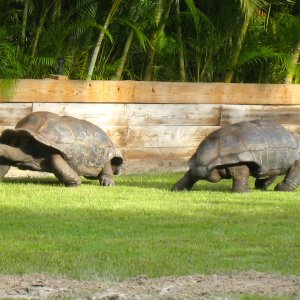 Aldabra Breeders