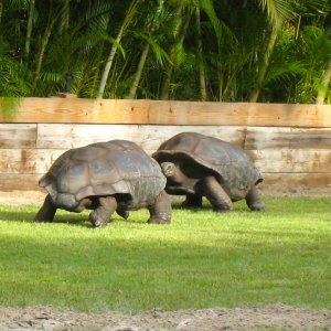 Aldabra Breeders