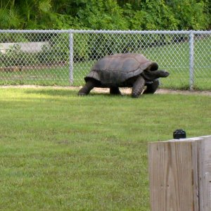 Aldabra Breeders