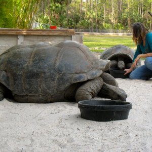 Aldabra Breeders