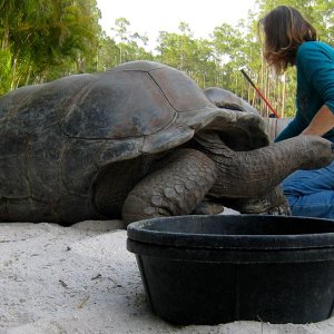Aldabra Breeders