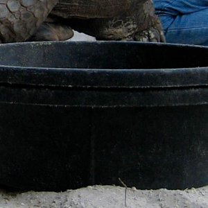 Aldabra Breeders