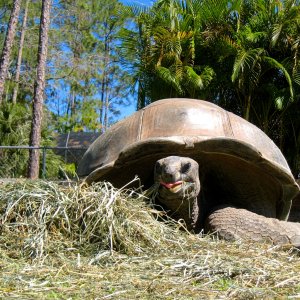 Aldabra Breeders