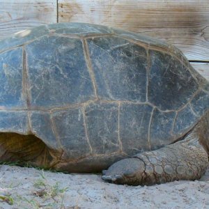 Aldabra Breeders