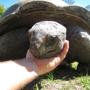 Aldabra Breeders