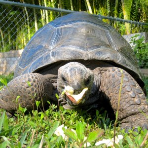 Aldabra Breeders
