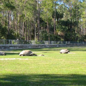 Aldabra Breeders