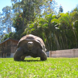 Aldabra Breeders