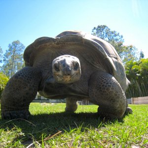 Aldabra Breeders