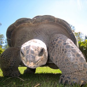 Aldabra Breeders