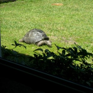 Aldabra Breeders
