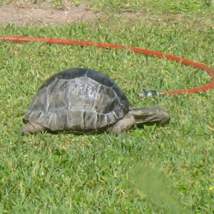 Aldabra Breeders
