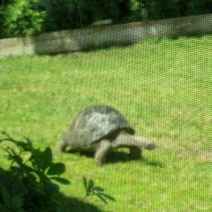 Aldabra Breeders