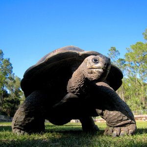 Aldabra Breeders
