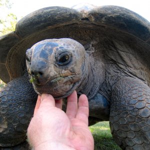 Aldabra Breeders