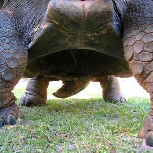 Aldabra Breeders