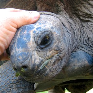 Aldabra Breeders