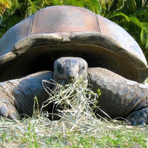 Aldabra Breeders