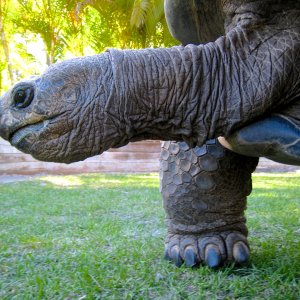 Aldabra Breeders