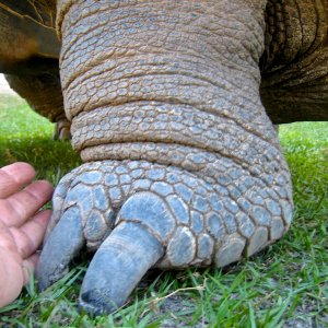 Aldabra Breeders