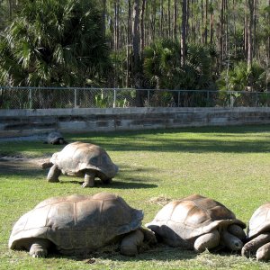 Aldabra Breeders