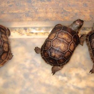 Aldabra Breeders