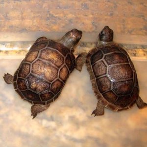 Aldabra Breeders