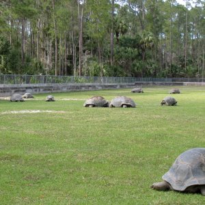 Aldabra Breeders