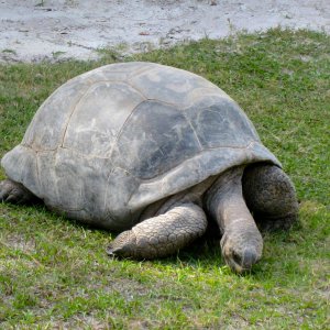 Aldabra Breeders