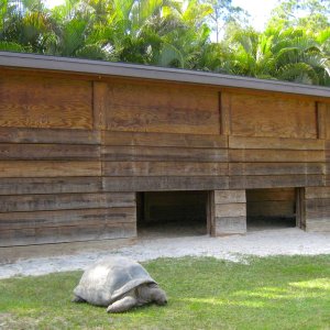 Aldabra Breeders