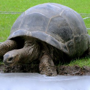 Aldabra Breeders