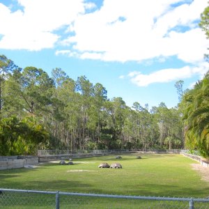 Aldabra Breeders