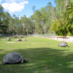 Aldabra Breeders