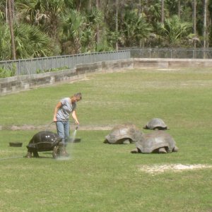 Aldabra Breeders