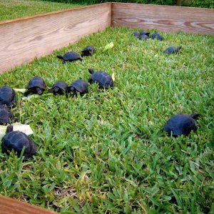 Aldabra Breeders